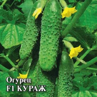 Огурцы сорта кураж характеристики