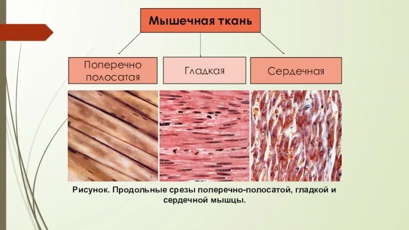 Поперечно сердечная мышечная ткань строение. Строение поперечно полосатой мышечной ткани гистология. Поперечнополосатая сердечная мышечная ткань гистология. Поперечно полосатая гладкая и сердечная ткань это. Сердечная мышечная ткань рисунок