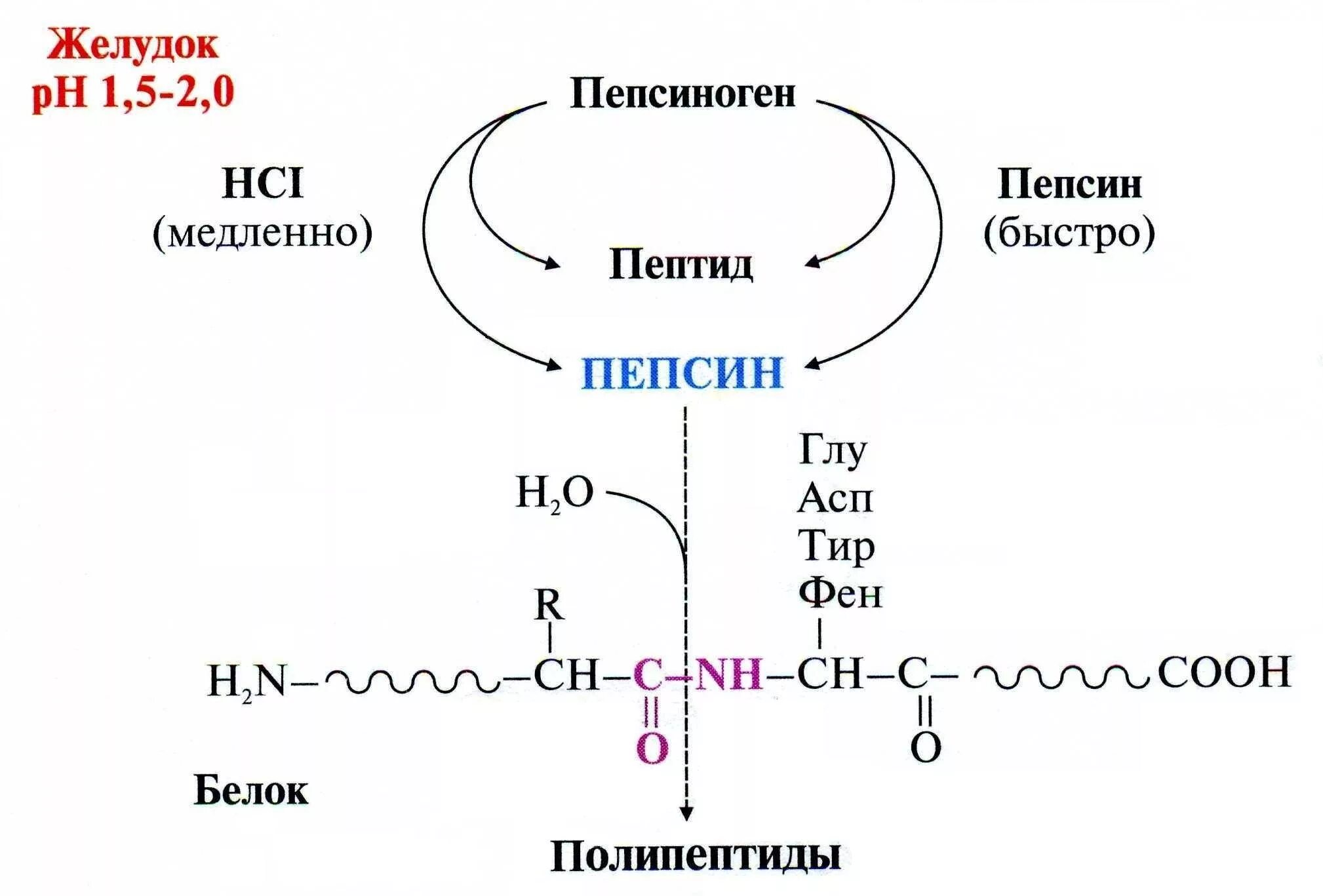 Механизм активации пепсина биохимия. Механизм активации пепсиногена биохимия. Активация пепсина биохимия. Механизм действия пепсина биохимия. Расщепляет полипептиды
