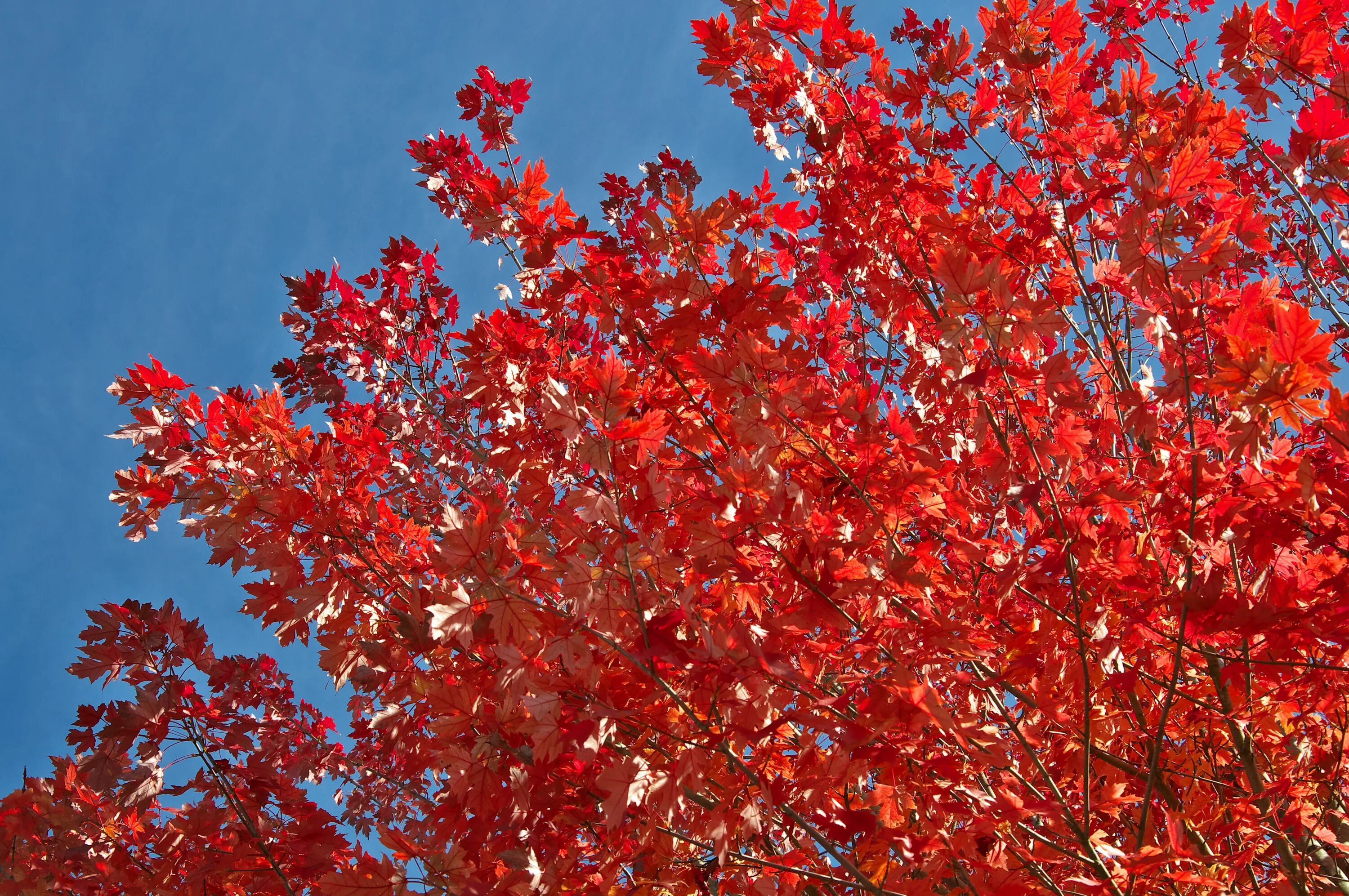 Дерево с красными листьями название. Клен красный Acer rubrum. Клен канадский остролистный красный. Клён Гиннала Кримсон. Rubrum клен растение.