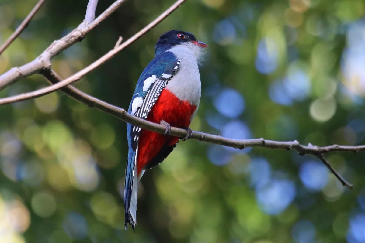 National bird. Кубинский трогон. Куба кубинский трогон. Кубинский трогон Национальная птица Кубы. Ошейниковый трогон.