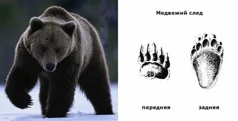 Следы какого зверя похожи на человеческие