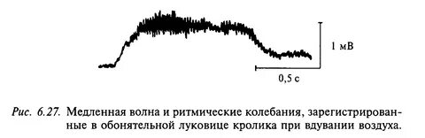 Ритмические колебания