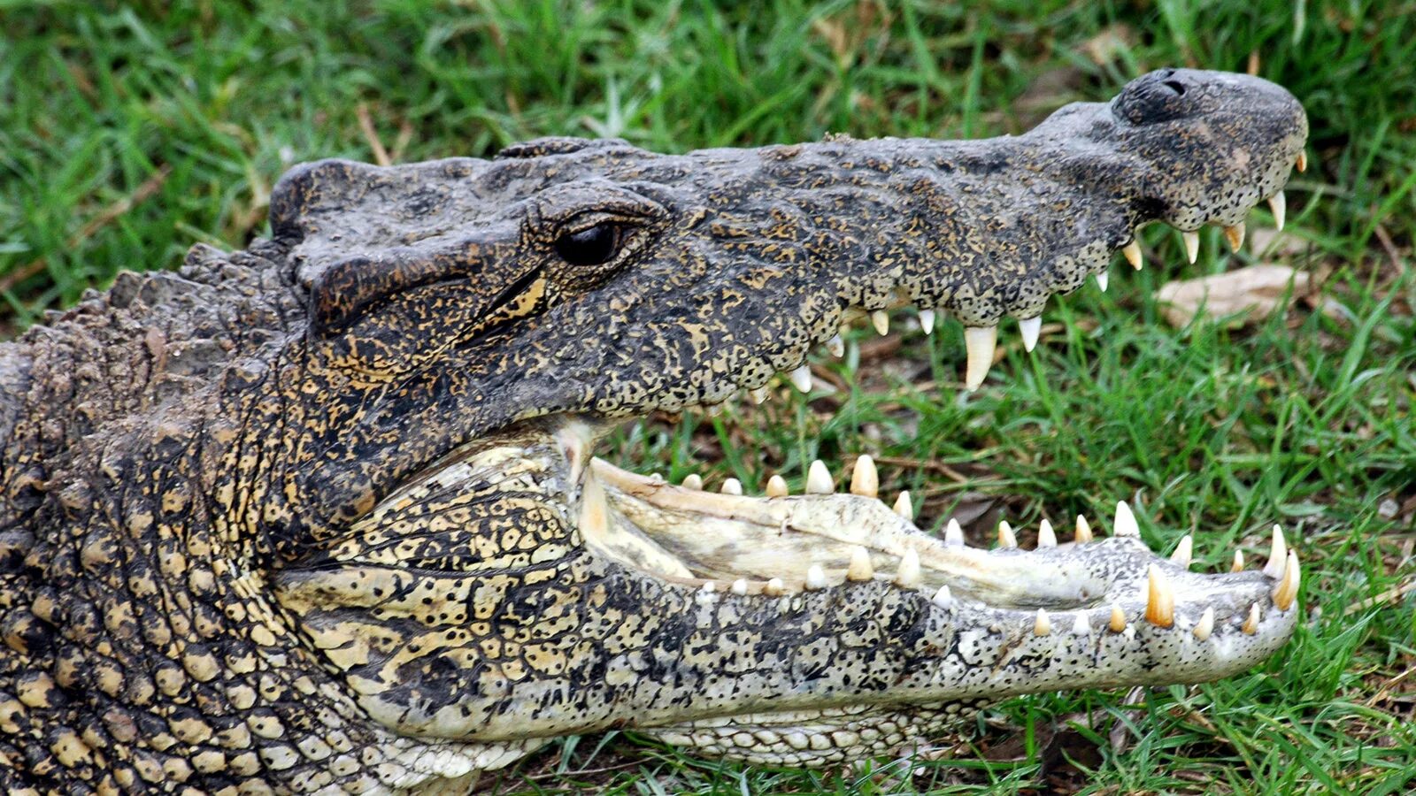 Гребнистый крокодил. Мясо гребнистого крокодила. Alligator vs Crocodile. Крокодил млекопитающее.