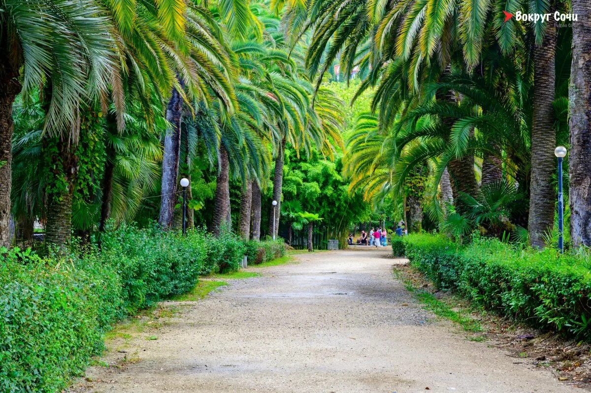 Гагра колесо. Гагры абхазия достопримечательности гагрипш. Куда сходить в гаграх самостоятельно. Куда сходить в гаграх самостоятельно. Гагры абхазия достопримечательности гагрипш.