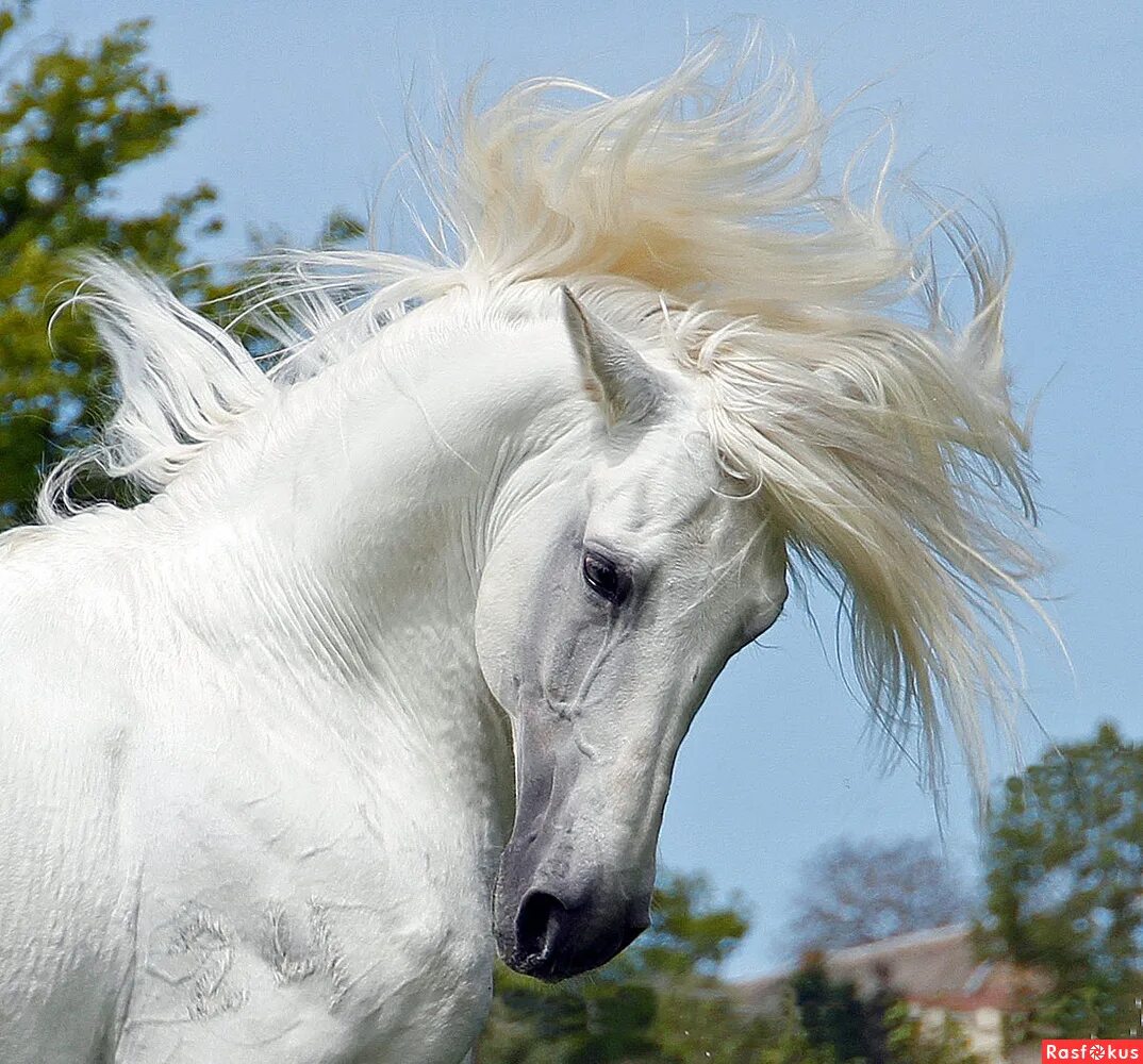 Белоснежные лошадки. Фризская лошадь альбинос. Андалузская лошадь белая. Альбинос масть лошади. Андалузская лошадь белоснежная.