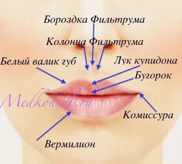 Части губ рта. Строение губ. Форма верхней губы лук Купидона.