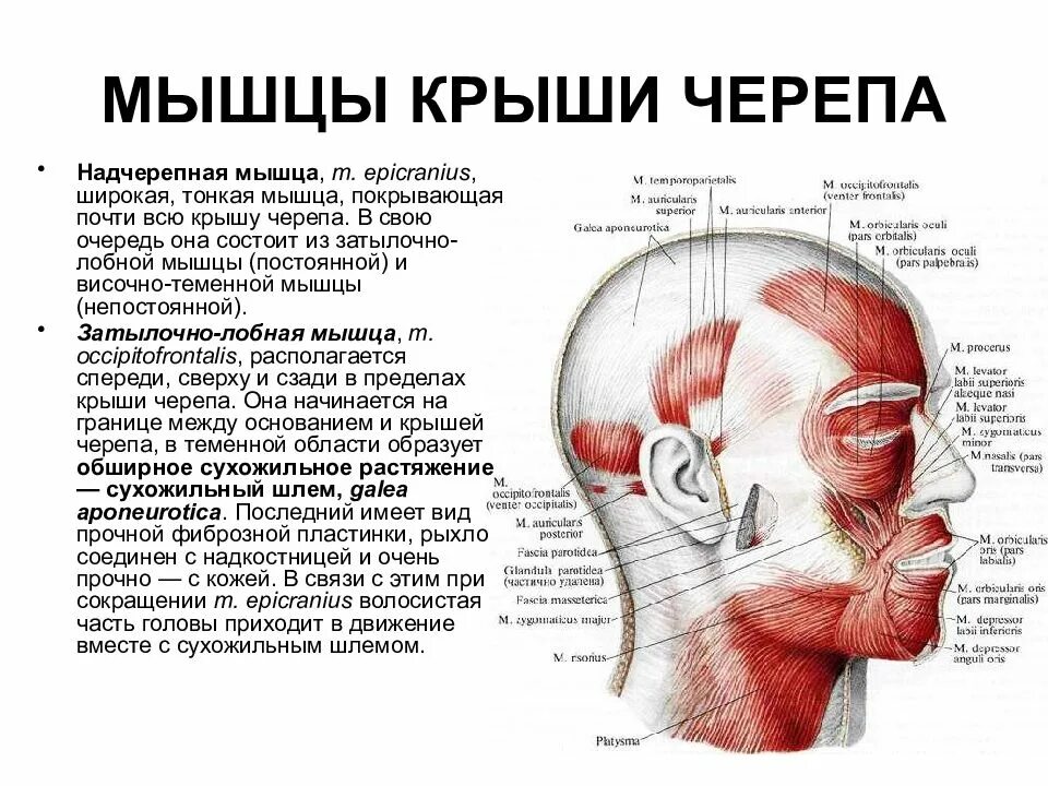 Мышцы крыши черепа Надчерепная мышца. При нажатии на затылок