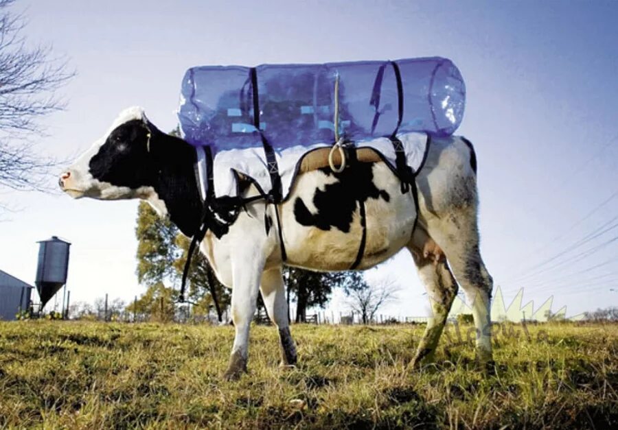 Метан в сельском хозяйстве. ГАЗ от коров. Сбор метана у коров. Корова с баллоном. Коровы собирают метан.