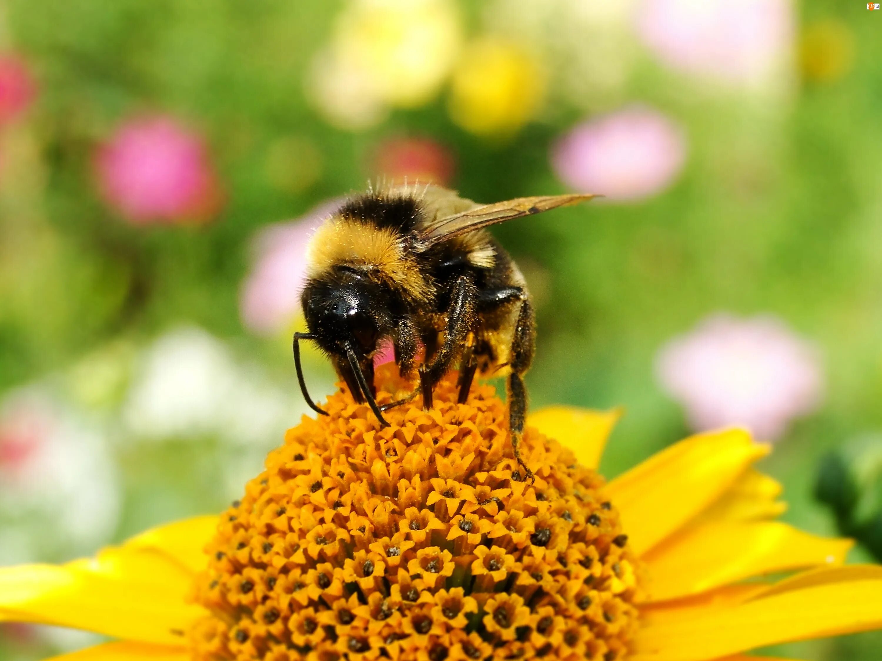 Шмель. Пчела. Факты о пчелах. Пчела картинка.