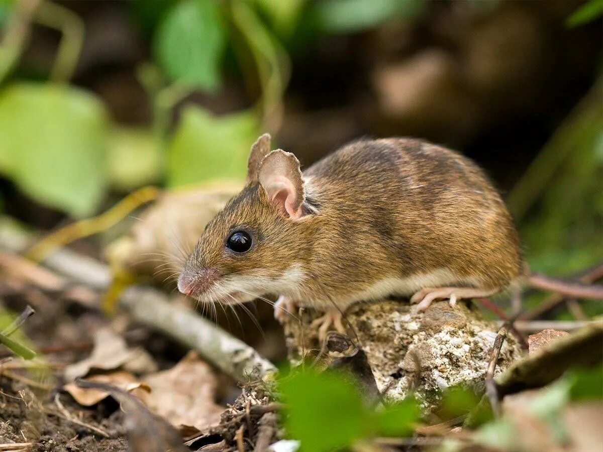 Желтогорлая мышь. Желтогорлая лесная мышь. лесная мышь (apodemus sylvaticus). желтогорлая полевка. желтогорлая мышь apodemus flavicollis.