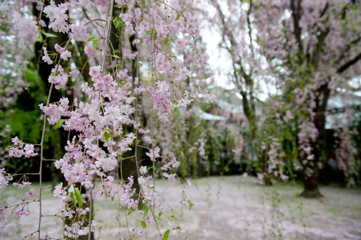 Сакура цветет в саду. Сакура Тайхаку. Сакура Кику шидаре. Вишня мелкопильчатая Тайхаку. Вечноцветущая Сакура.