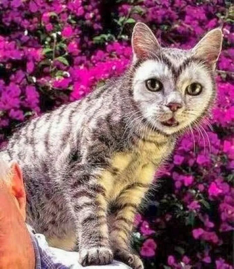 Необычные расцветки котов. Красивые расцветки кошек. Самые красивые кошки. Необычные окрасы кошек. Красивый цвет кошек