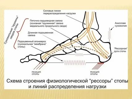 Foot 3 формы