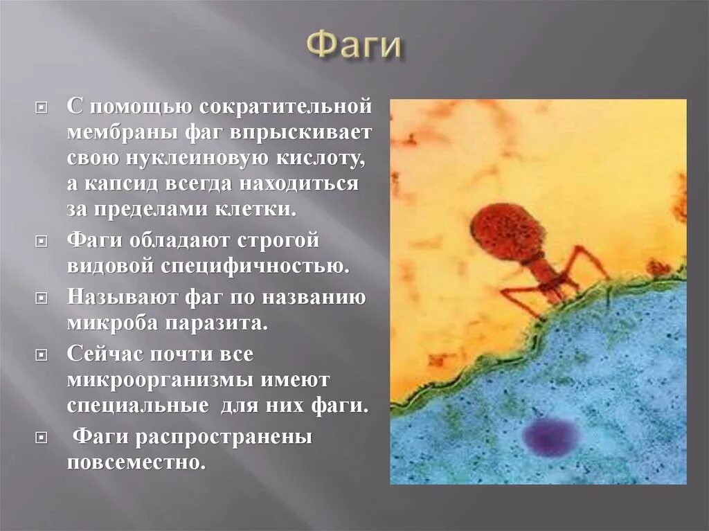 Вирусы бактерий бактериофаги. Микроорганизмы бактериофаги. Классификация вирусов и фагов. Фаги это. Особенности вирусов и фагов.