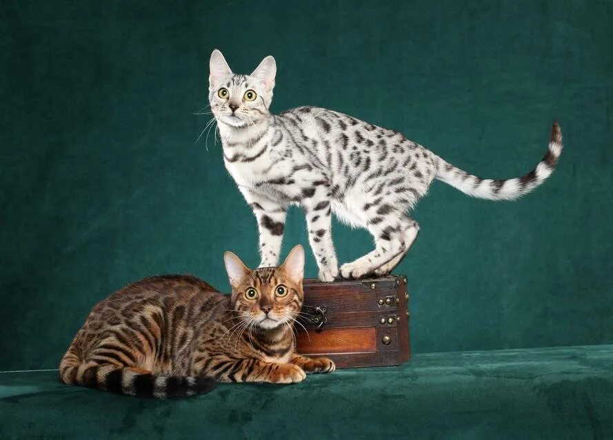 Бенгальская сколько живут. Бенгальская кошка. Кошки бенгальской породы. Сибирский бенгал. Леопардовая кошка порода Бенгальская.