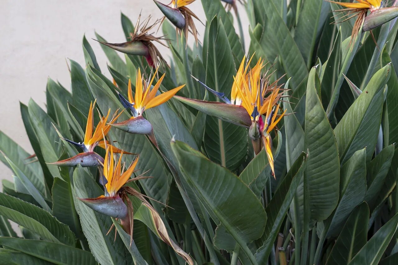 Flowers paradise. Стрелиция куст. Strelitzia Reginae Стрелиция Королевская. Стрелиция Королевская Райская птичка. Стрелиция Аугуста.