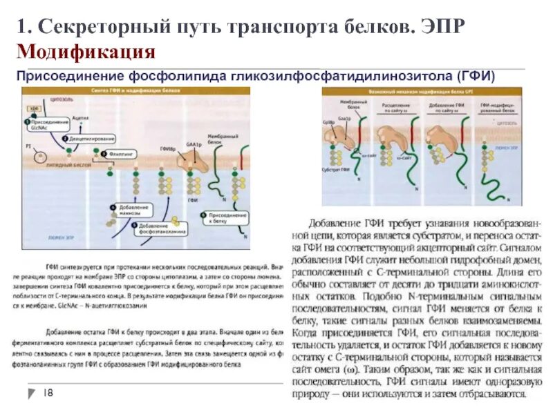 Транспорт белка происходит. Секреторный путь транспорта белков. Модификация белков в ЭПР. Секреция белков. Модификация секреторных белков.