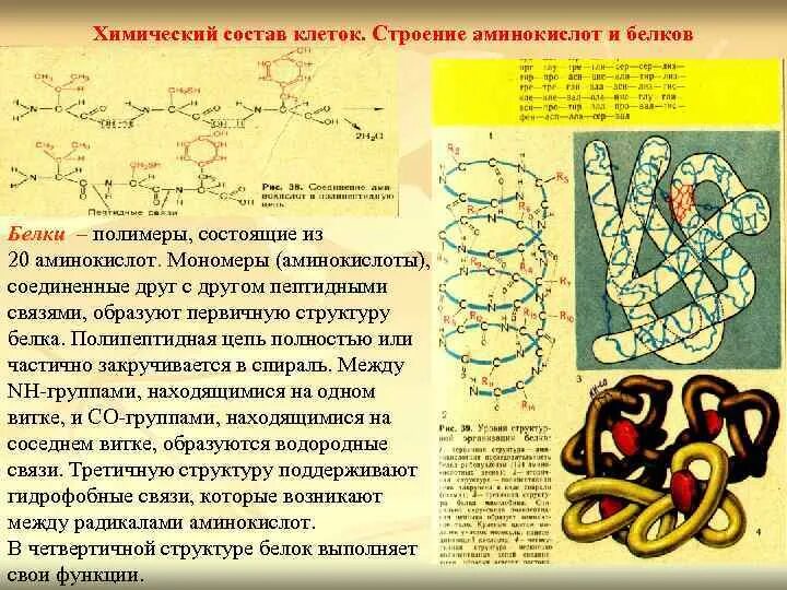 Химический состав и функции белков. Химический состав и функции белков