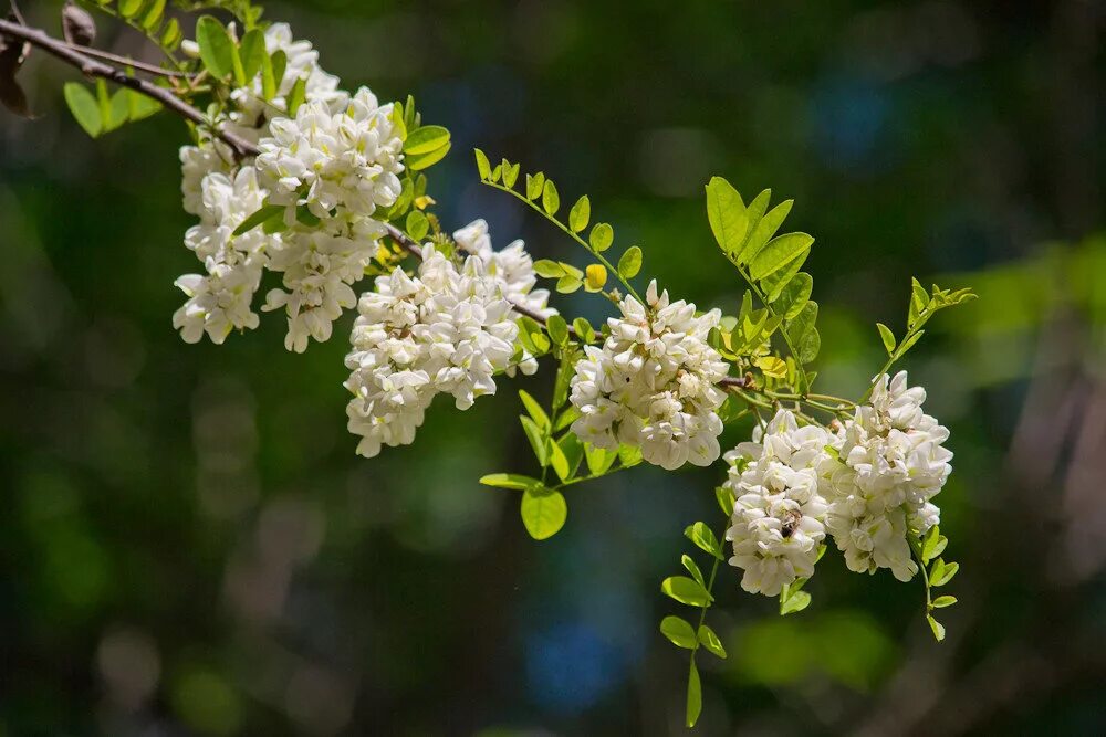 Цветущая акация в египте. Акация белая окс. Стояла белая акация. Стояла белая акация. Стояла белая акация.