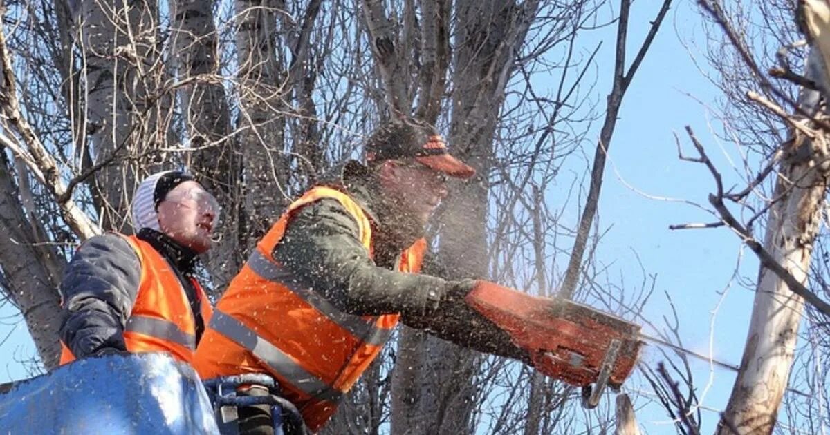 Пилящий деревья работники