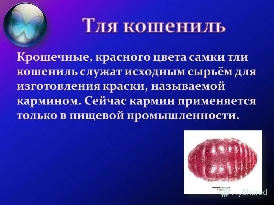 тутовый шелкопряд ротовой аппарат. роль одомашненных насекомых в жизни человека. одомашненные насекомые презентация. насекомые в хозяйственной деятельности человека. одомашненные насекомые презентация.