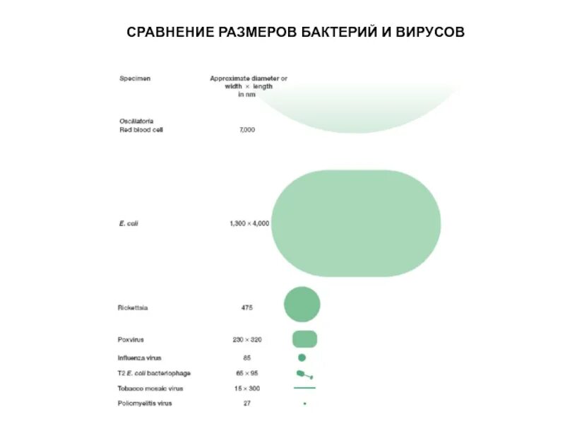 Размер микроба. Размеры бактерий в сравнении. размеры вирусов и бактерий. размер вируса и бактерии сравнение. сравнительные размеры микроорганизмов.