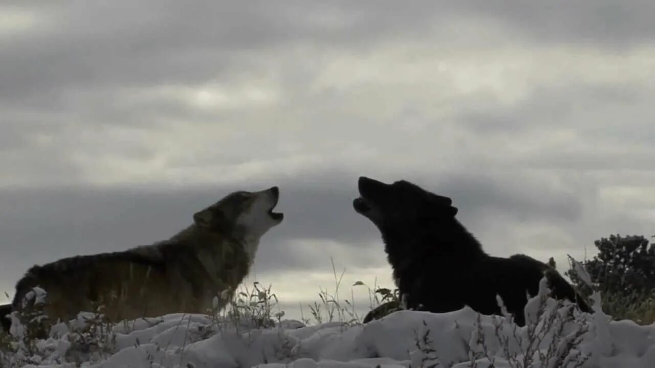 Стая Волков воет. Бегущая с волками. Два волка воют. Стая Волков Сумерки. Песня где воют