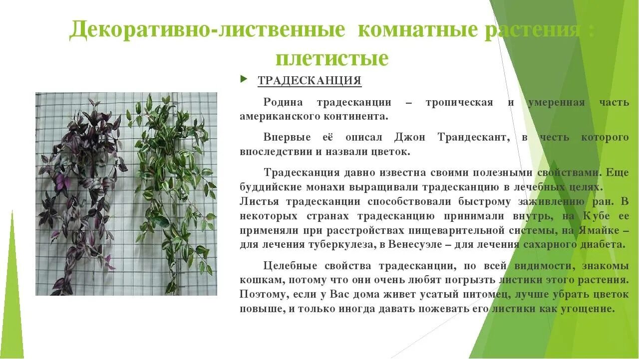 Родина традесканции комнатного растения. Характеристика декоративно лиственных комнатных растений. Родина цветка традесканция. Сообщение декоративные лиственные растения. Традесканция польза