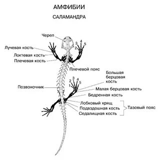 Кости скелета тритона