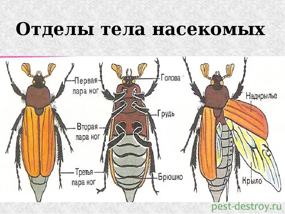 Три пары ног у. Деление тела насекомых на отделы. Строение насекомых. Строение тела насекомых. Внешнее строение насекомых.