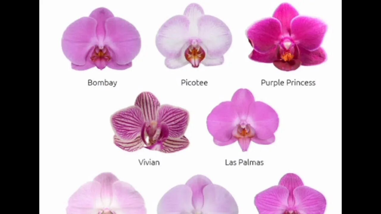 Как отличить орхидею. Сортовые орхидеи фаленопсис. Орхидея фаленопсис сорта. Розовая Орхидея фаленопсис. Определитель сорта орхидей фаленопсис.