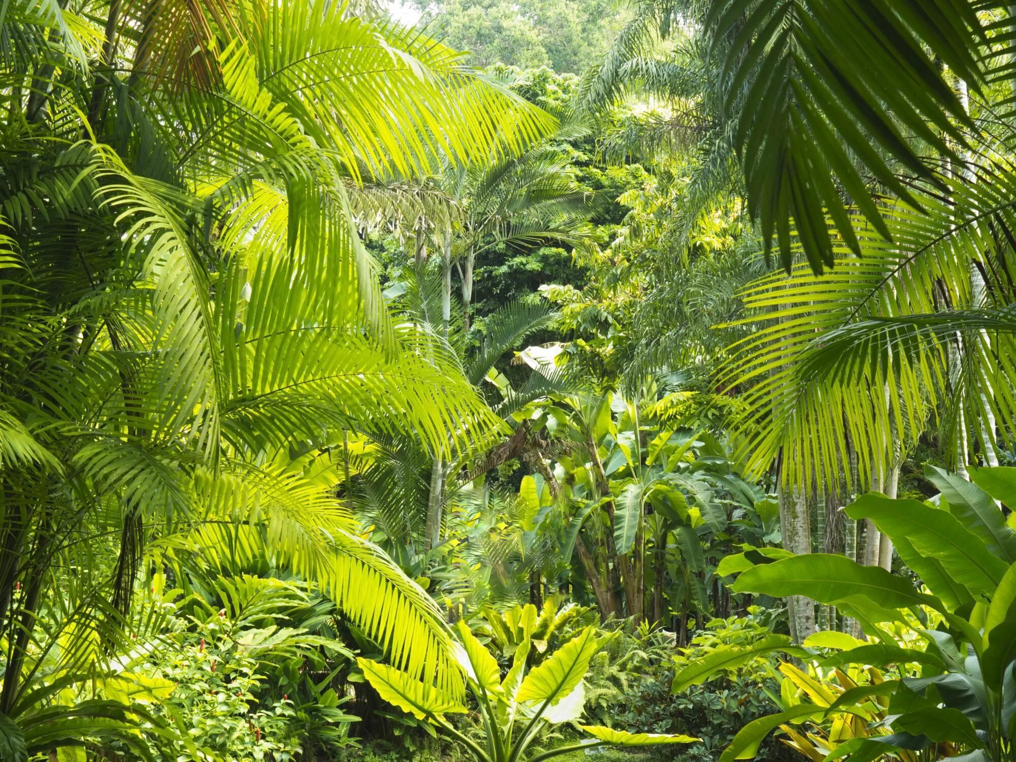 Тропикал Рейнфорест. Полувечнозеленый тропический лес. Полувечнозеленые сезонные (листопадные) тропические леса. Тропический лес Сельва.