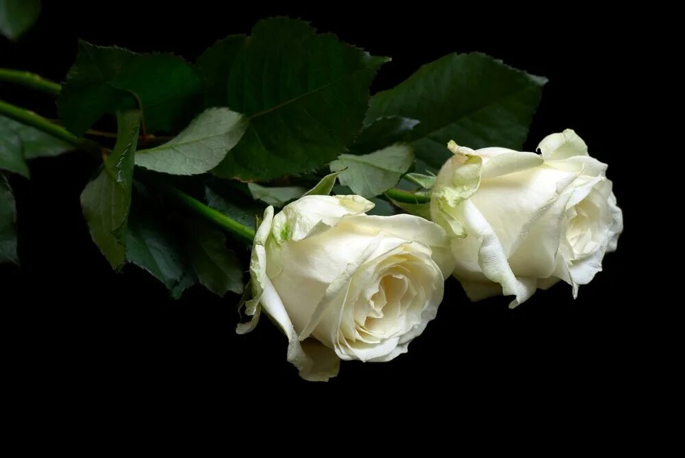 Белые розы в исполнении. Букет белых роз. Белые розы в исполнении. Белые розы в исполнении. Белые розы.