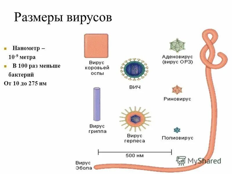 2 размеры вирусов. сравнительные размеры вирусов. размеры вирусов. размер вируса и молекулы. 2 размеры вирусов.