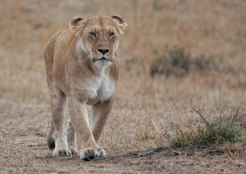 Львица под дождем. Рост львицы. Лев под дождем фото. Lioness in the rain