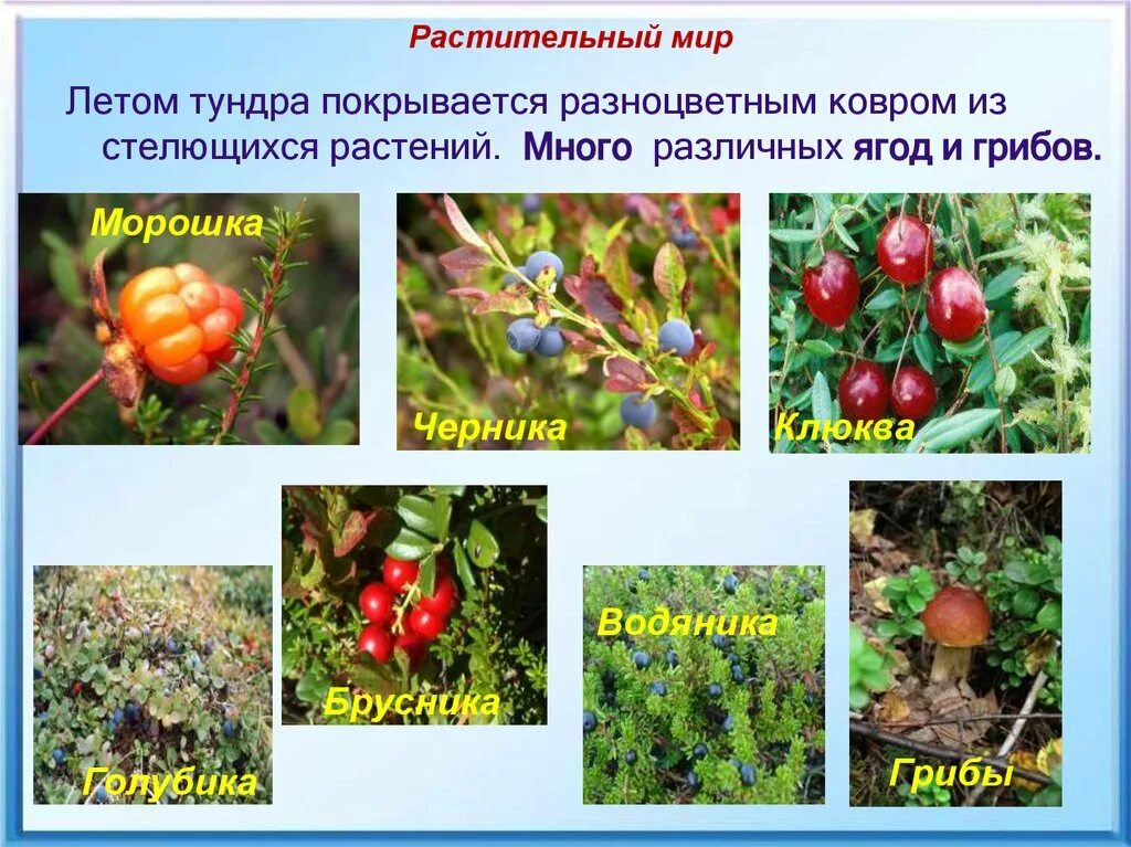 Сообщение о растительном мире тундры. Растительный мир тундры. растения тундры. растительный мир доклад.