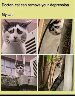 Коты и репрессии