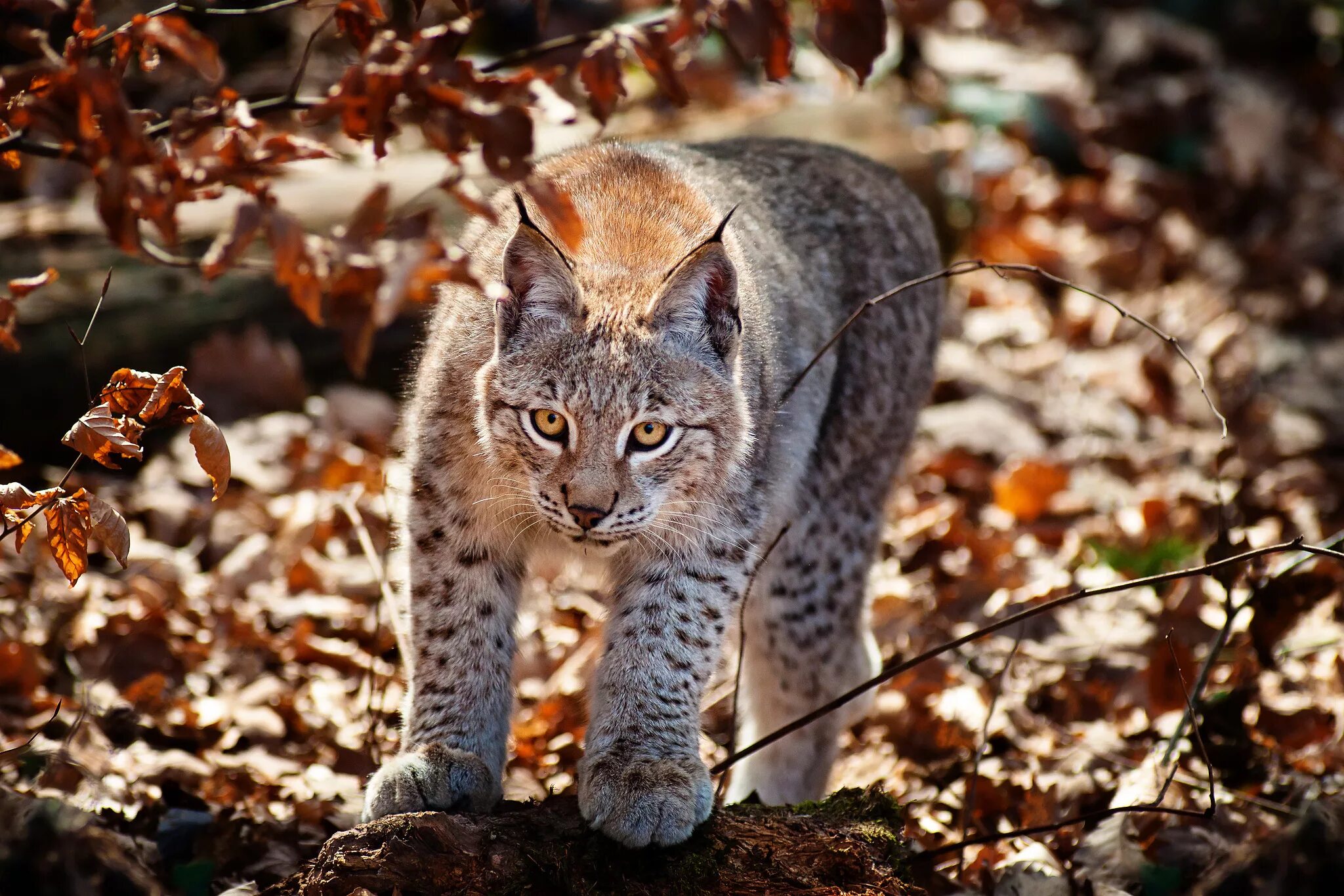 Рыст. Рысь Лесная кошка. Рысь (Lynx Lynx) в дикой природе. Красивые звери. Рысь осенью.