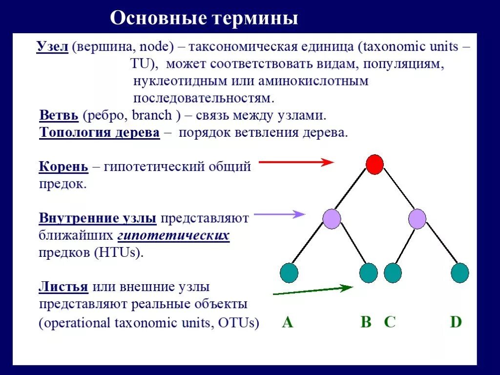 Деревья основные понятия. Графы основные понятия. деревья вершины узлы это. деревья основные понятия информатика. «дерево» из понятий-индикаторов.