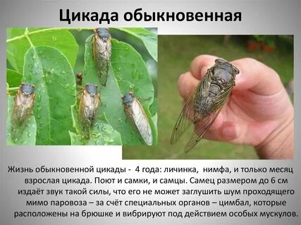 Цикл цикад