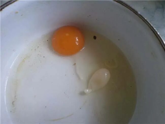 Яйца гельминтов. Гельминты в курином яйце.