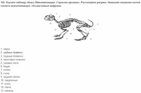 Проверочная работа внутреннее строение млекопитающих. Проверочная работа внутреннее строение млекопитающих