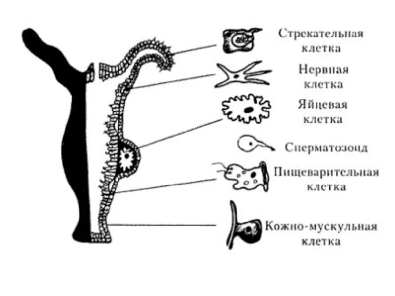 Кожно мускульные клетки. Нервные клетки кишечнополостных функции. Нервная система кишечнополостных рисунок. Наличие стрекательных клеток у сцифоидных.