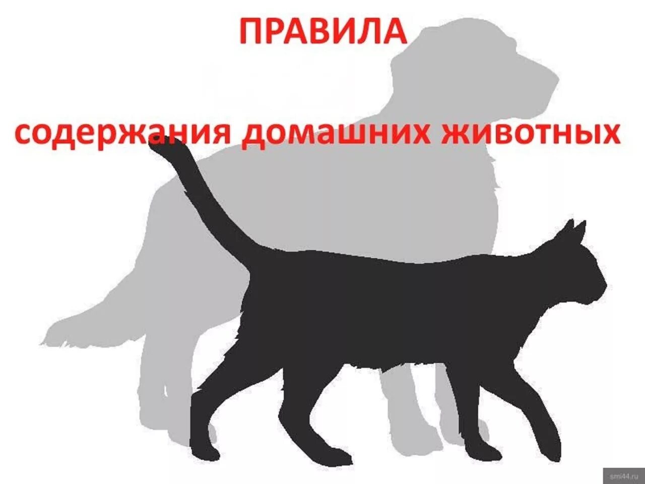 Содержание домашних животных. Правило содержания домашних животных. Требования к содержанию домашних животных. Правила содержания собак и кошек. Ответственное содержание животных