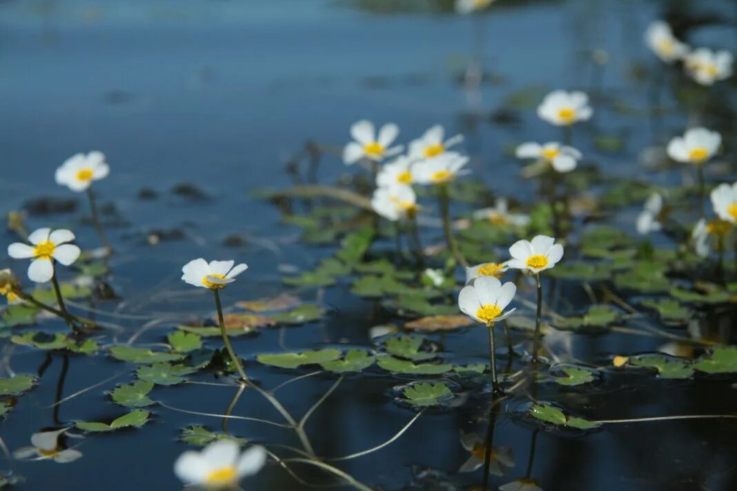 Водные растения у воды. Лютик Водный Ranunculus aquatilis. Водяной Лютик Ranunculus aquatilis. Шелковник водяной. Ranunculus inundatus Лютик Водный.