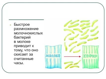 Бактерии в молоке