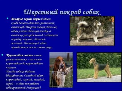 Характеристика шерсти собаки