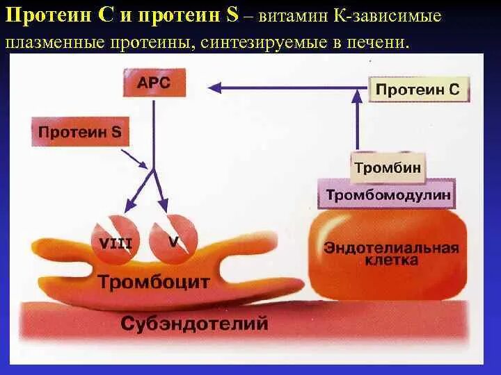 Свертывание крови печень. Система протеина с биохимия. Схема активации системы протеина с. Механизм действия протеина с. Протеин с гемостаз.