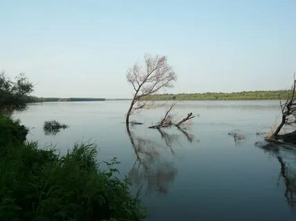 В коряжнике могилевский